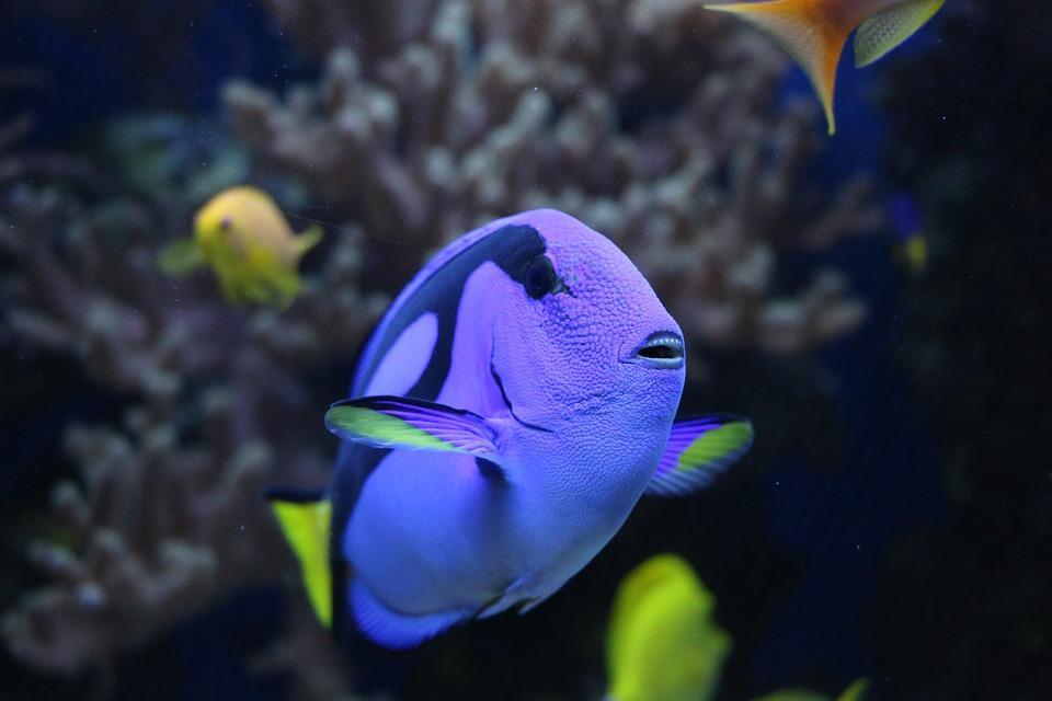 Como os peixes respiram debaixo d’água?